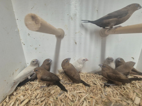 Silverbills