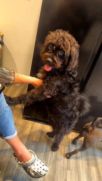 Beautiful cockapoo