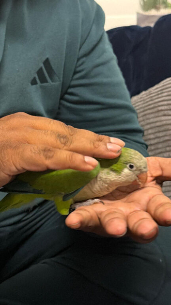 Tame green Quaker