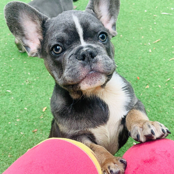 Reduced to &pound;950 ! Last French bulldog pup