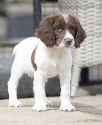 KC registered Springer spaniels puppies