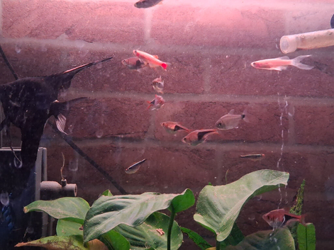 tanks & fish