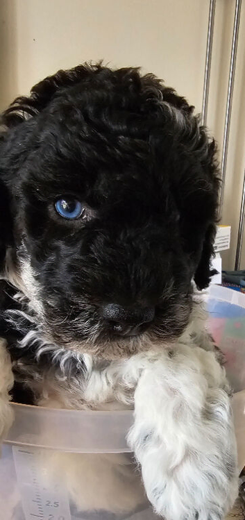5 weeks old Minatare Poodle puppies