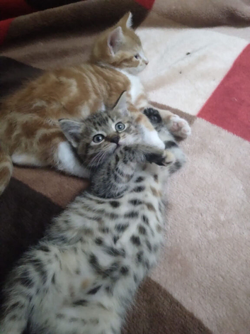Kittens
