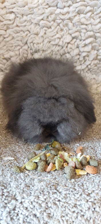 2 DM MINI LIONLOP Babys ready to reserve
