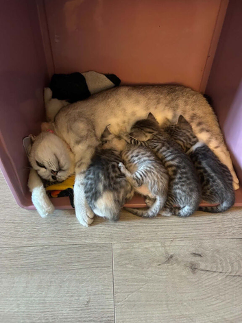 3 british shorthaired cross kittens