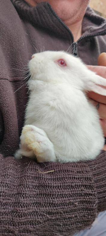 New Zealand White Pure Bred Rabbits