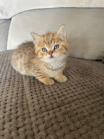 TICA reg Black golden spotted & shaded kittens