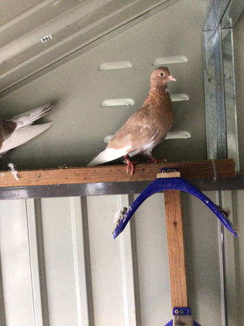 Free pigeons