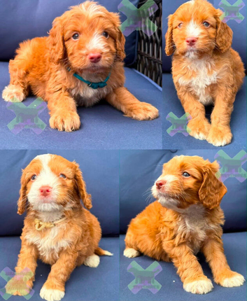 F1 apricot and fox red mini cockapoos 30 dna health tested clear