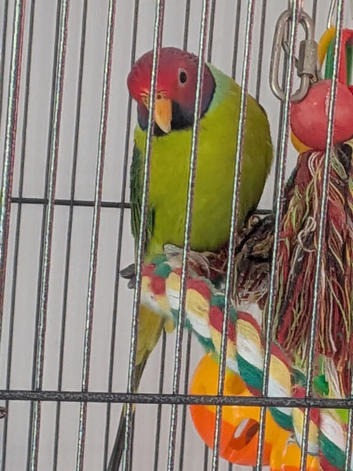Plumhead Parakeets x 2