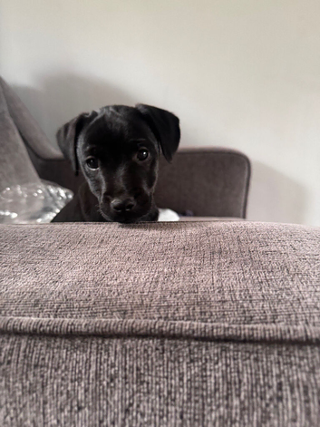 Perfect Patterdales