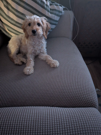 Male cockapoo