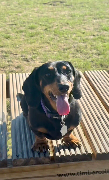 Female Dachshund FOR SALE 1 year old