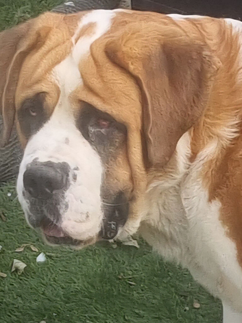 St Bernard boy for sale
