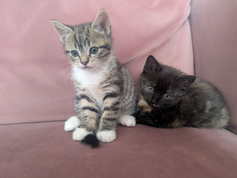 Two female kittens
