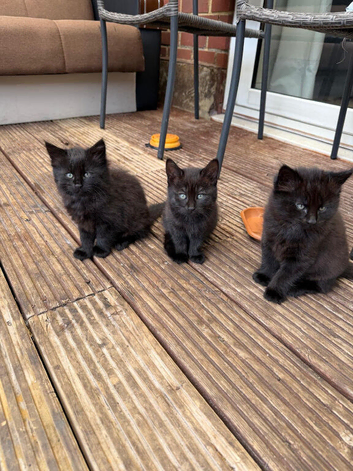 3 female kittens