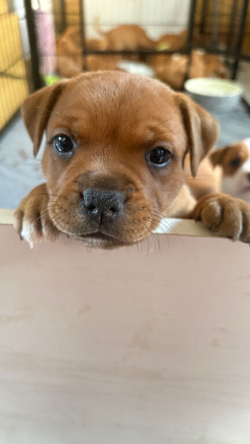 LAST ONE STUNNING RED STAFFORDSHIRE BULL TERRIER PUPPIES️&zwj;️&zwj;