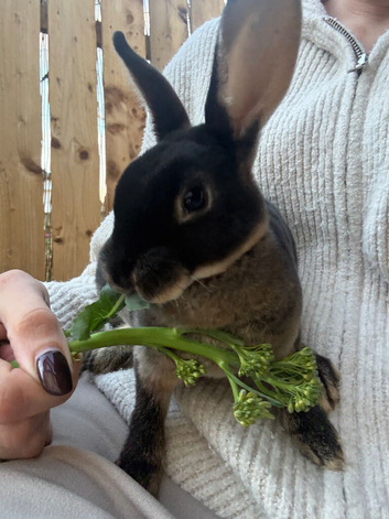 Mini Rex black otter Buck