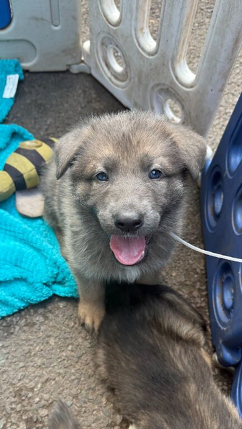 8 Stunning German Shepherd pups