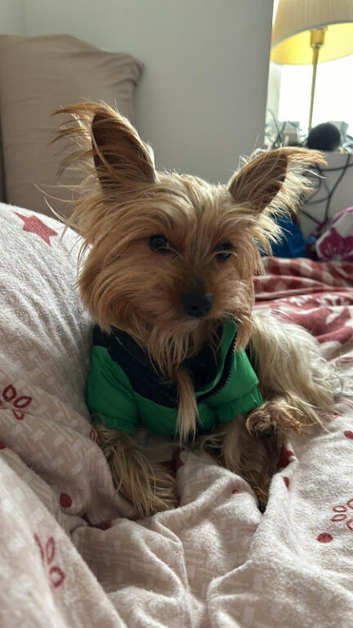 rehome yorkies