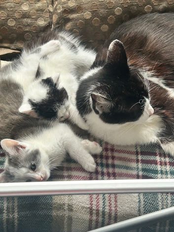 4 lovely kittens