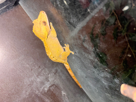 Female crested gecko & tank
