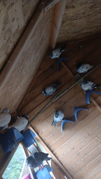 Pigoens for sale in Dunstable