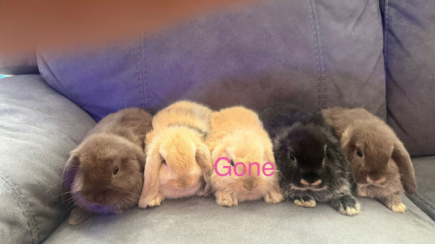 Pure Bred Mini Lops