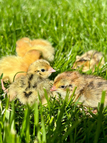 Hatching eggs jumbo Italian quail