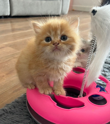 Ragdoll cross Maine coon/exotic Persian