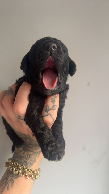 Mini Toy Poodle Puppies - Ready November