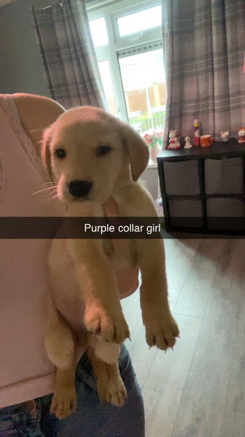 Labrador puppies