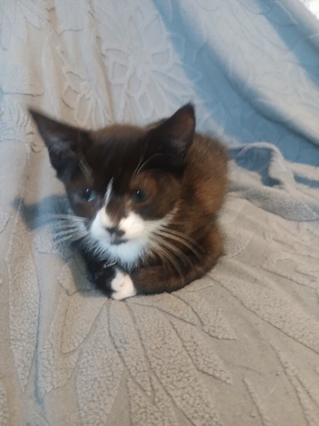 Kittens for sale