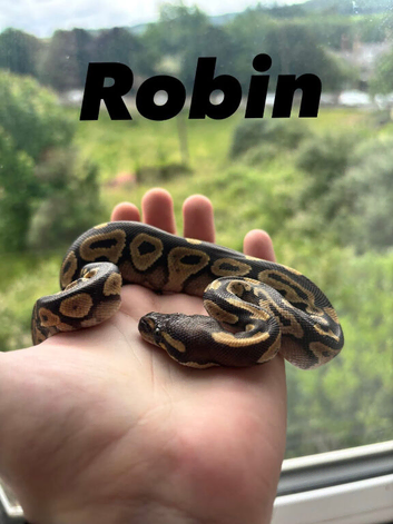 Male Mojave baby ball python with set up