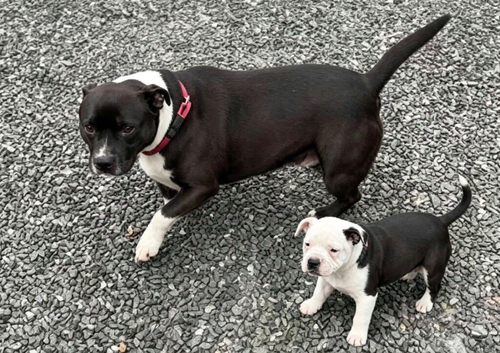 Stunning black pied female staff puppy
