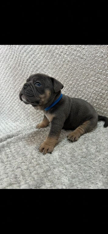 Old Tyme English Bulldogge puppies