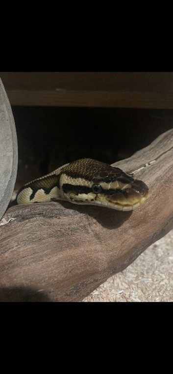 Royal Ball python
