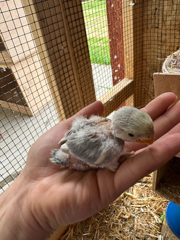 Baby love bird for sale