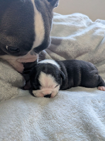 KC registered Boston terrier puppies