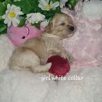 Cavapoochon