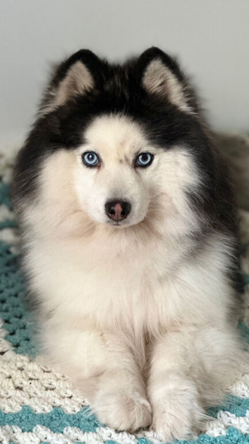 F4 Pomsky stud