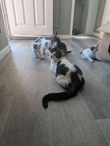 Kittens