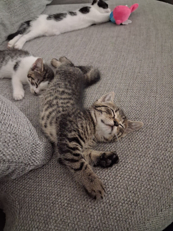 8 week old kittens