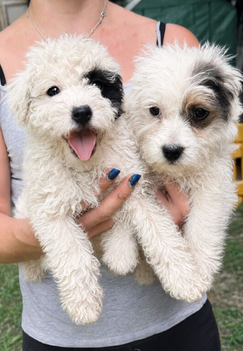 4 beautiful jackapoo boys
