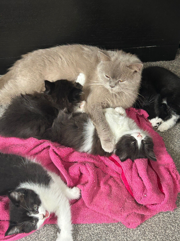 British shorthair cross Domestic longhair