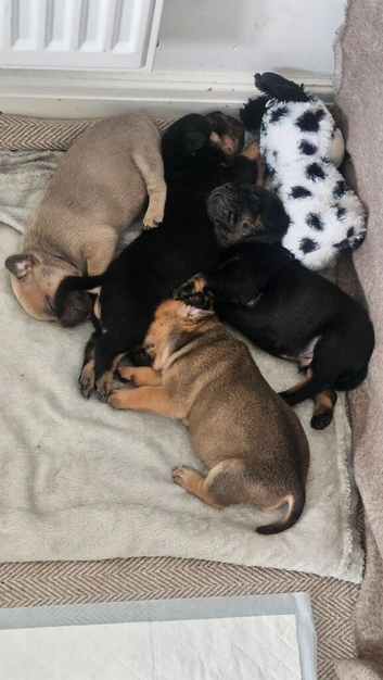 Frenchie-pei