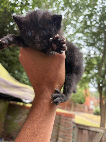 Adorable Sweet Kittens Looking for Loving Homes!
