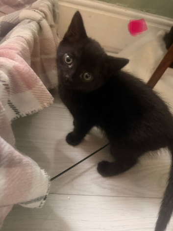 2 adorable kittens