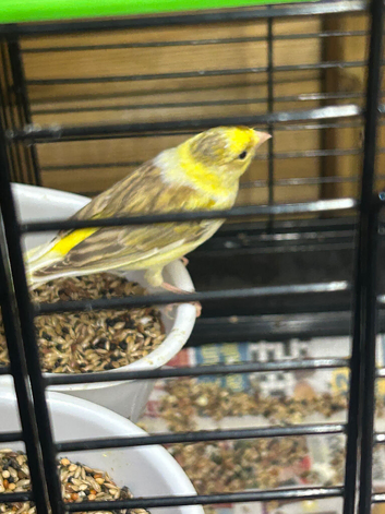 2 Canary's for sale